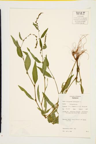 Water Pepper; Marsh-pepper Smartweed specimen